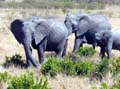 10-10-02 elephants in masai mari